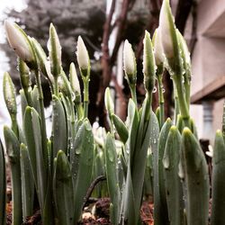 Close-up of wet plants