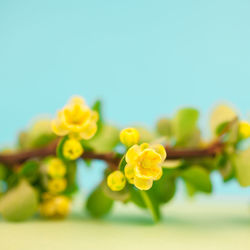 Close-up of yellow flowering plant