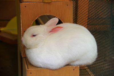 Close-up of a sleeping cat