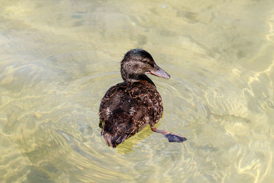 High angle view of duck swimming in lake