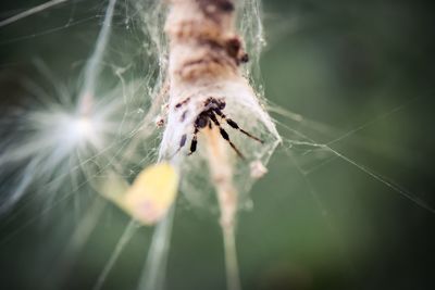 Close-up of spider on web