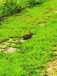 High angle view of snake on field