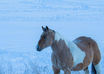 Horse on snow covered land