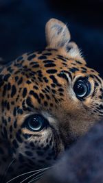 Portrait of leopard