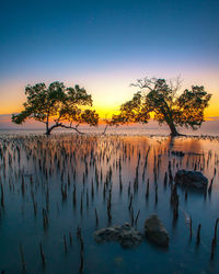 Trees and wooden posts in sea against sky during sunset