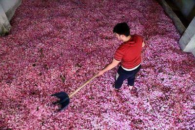 Full length of a girl holding pink flowers
