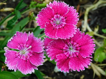 Close-up of pink flowering plant