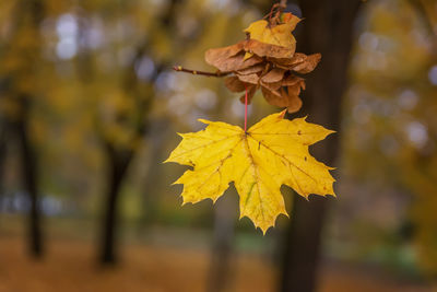 Close-up of yellow maple leaves