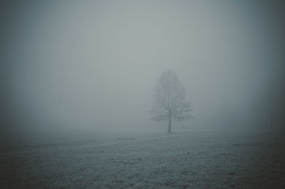 Bare tree on snow covered landscape against sky