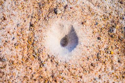 High angle view of a turtle on sand