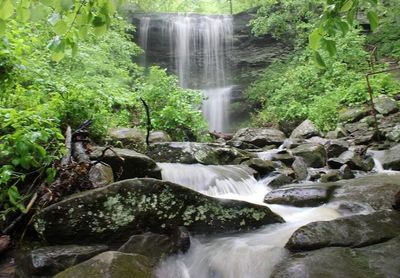 Scenic view of waterfall in forest