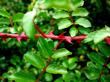 Close-up of leaves