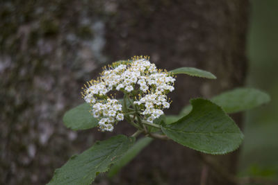 Close-up of flowering plant