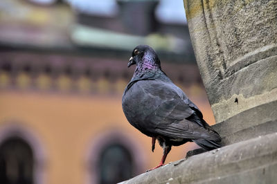 Close-up of pigeon perching on a wall