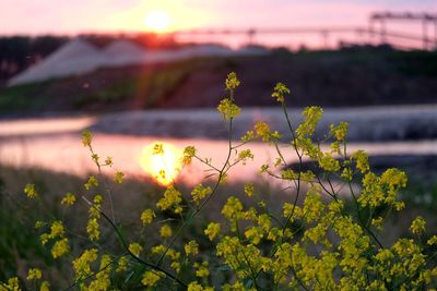 Sun shining through flowers