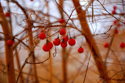 Close-up of red berries growing on tree