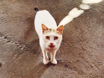 High angle portrait of cat standing outdoors