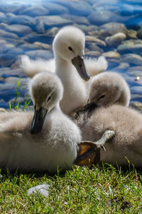 Close-up of swan swimming on lake