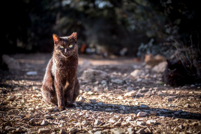 Portrait of cat on field