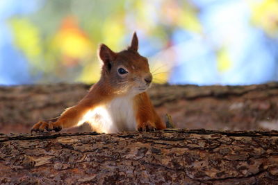 Close-up of squirrel on tree trunk