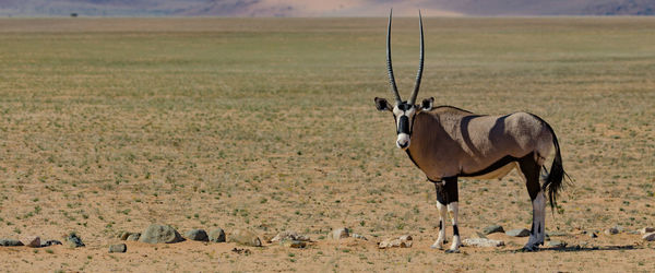 Oryx in the tranquil lanscape of south west namibia nearby duwiseb castle