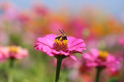 Close-up of butterfly pollinating on pink flower