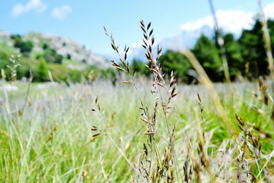 Close-up of wheat growing on field against sky