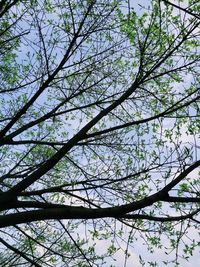 Low angle view of trees