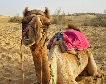 Horse in a desert