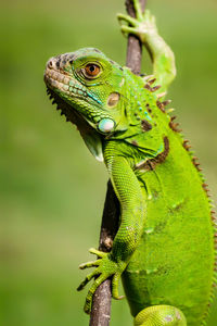 Close-up of a lizard