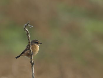 Close-up of bird perching on twig