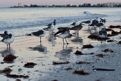 Flock of seagulls on beach during winter