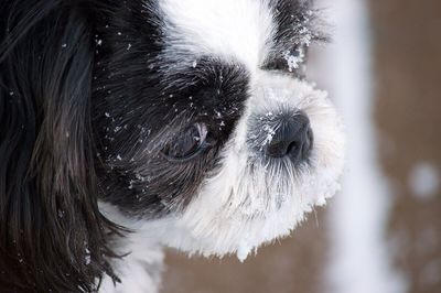 Close-up of dog