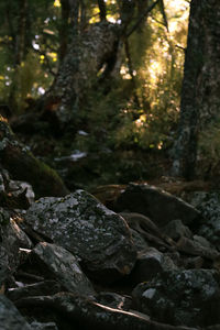 Close-up of rocks in forest