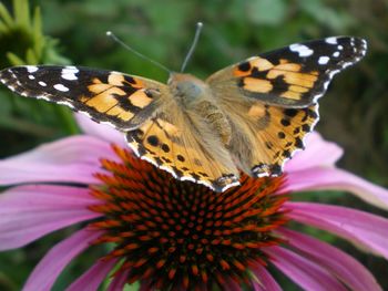 Close-up of butterfly pollinating on flower