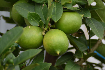 Close-up of apples on tree