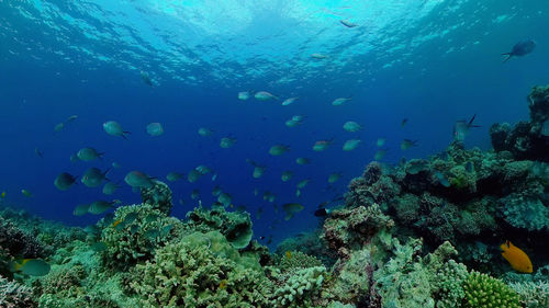 underwater