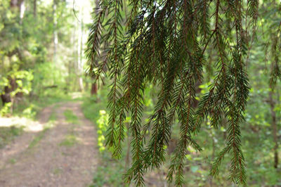 Close-up of pine tree in forest