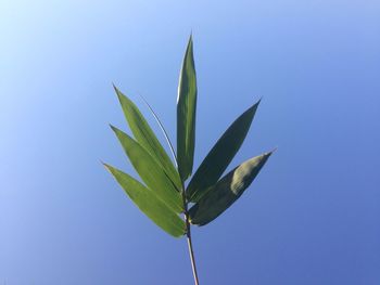 Close-up of leaf against clear blue sky