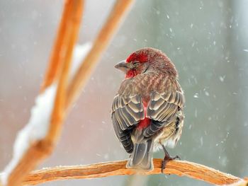 Close-up of sparrow perching on branch during winter