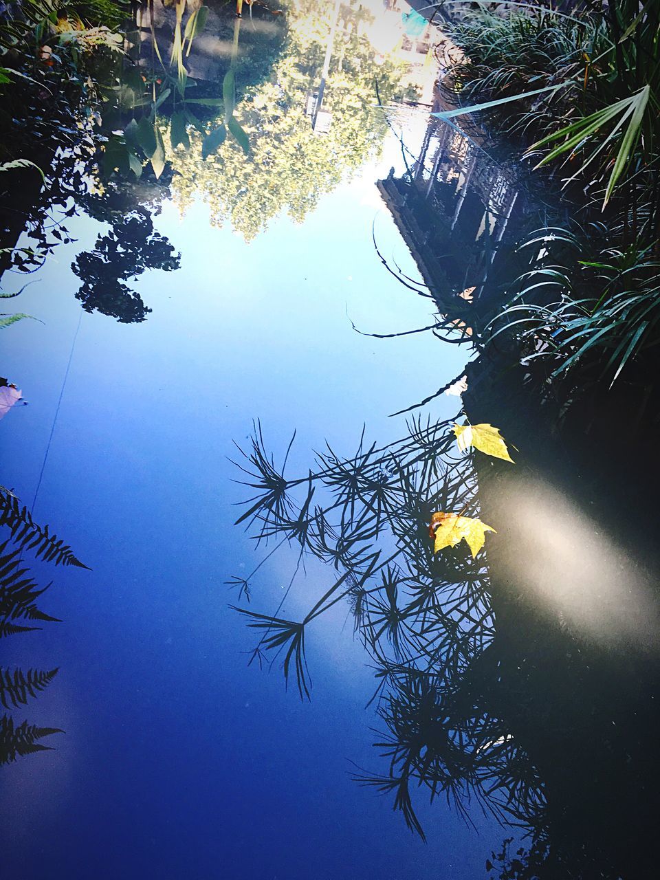 water, tree, reflection, leaf, tranquility, lake, growth, standing water, blue, scenics, tranquil scene, nature, branch, beauty in nature, day, outdoors, sky, non-urban scene, no people, green color, high section, remote, waterfront, water surface