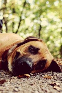 Close-up portrait of dog lying on tree