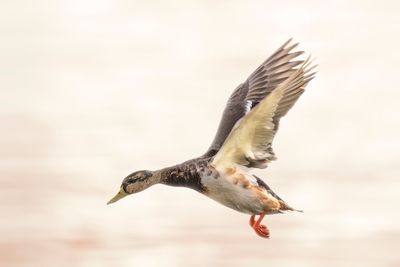 Close-up of bird flying