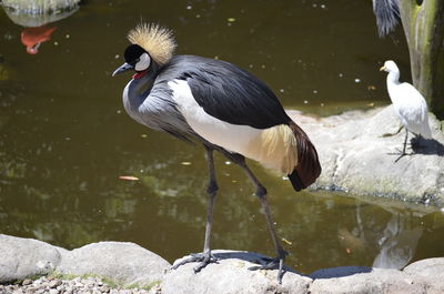 Grey crowned crane perching on rock by lake