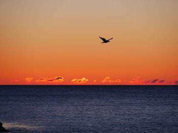 Silhouette bird flying over sea against orange sky