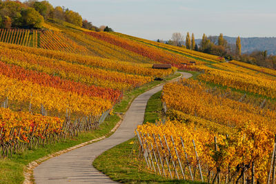 Scenic view of agricultural field