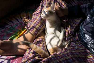 Midsection of a cat sleeping on bed