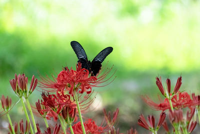 Close-up of butterfly pollinating on flower