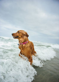 Golden retriever enjoying in sea against cloudy sky