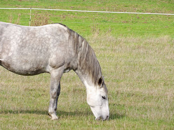 Horse grazing in a field